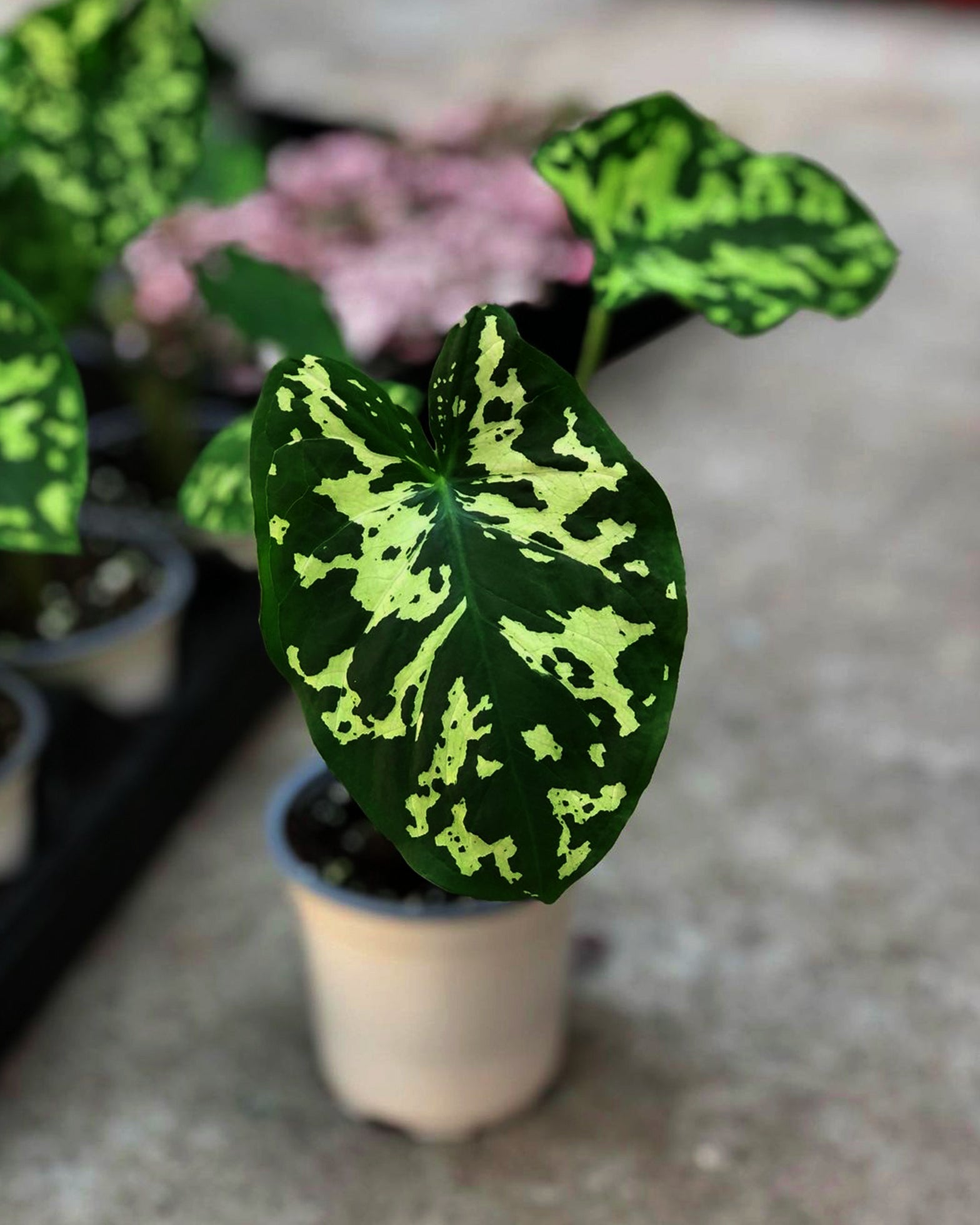 Alocasia Hilo Beauty (Caladium Praetermissum) - Perfect Plants