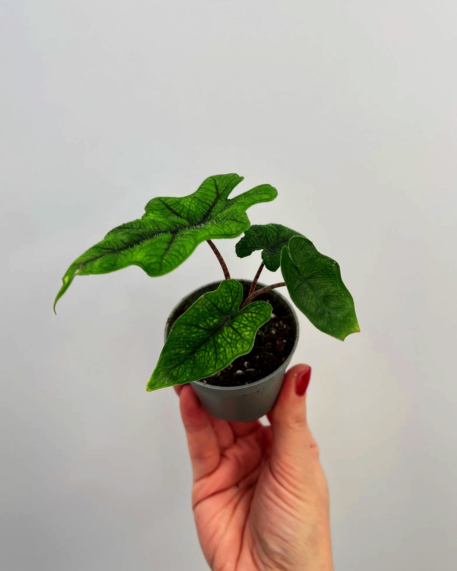 Alocasia Jacklyn - Perfect Plants