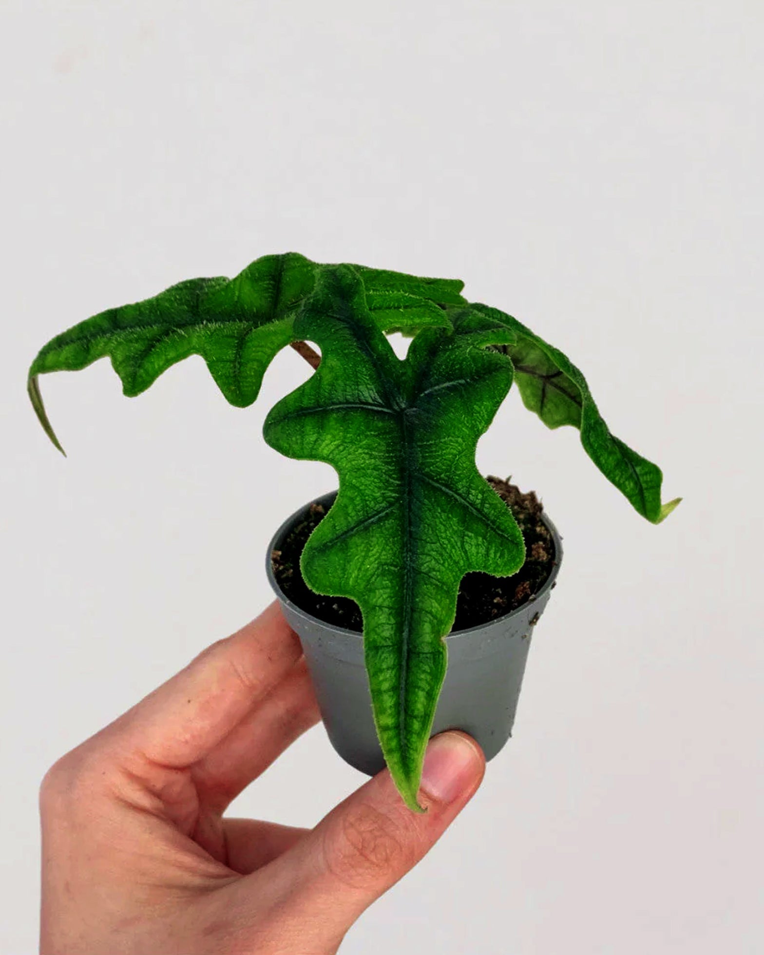 Alocasia Jacklyn - Perfect Plants