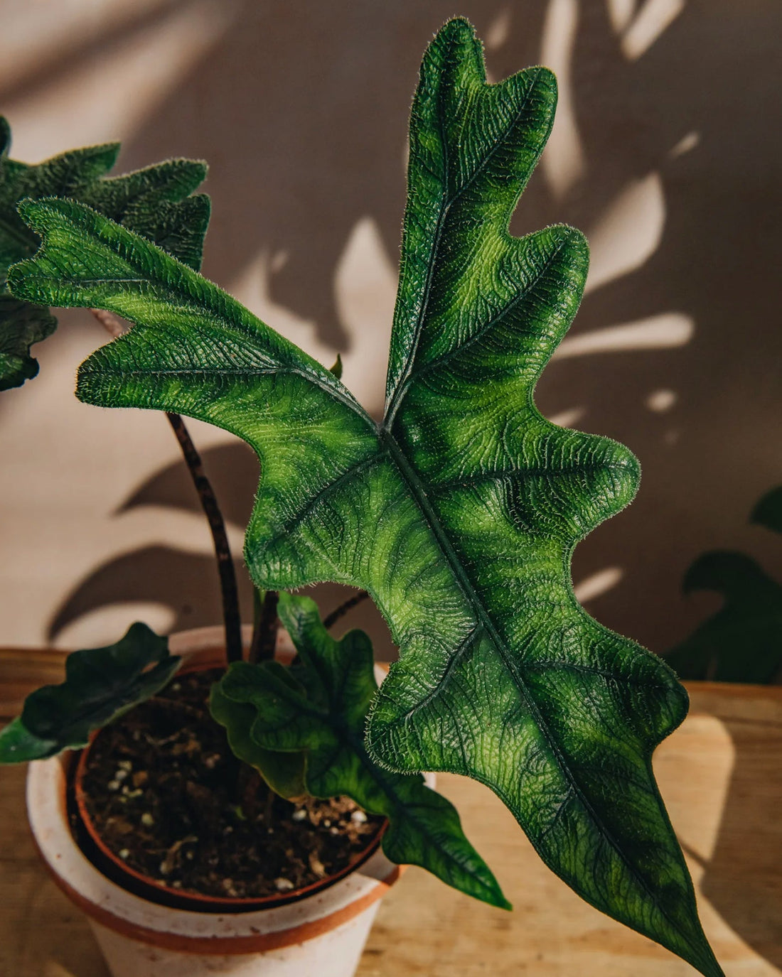 Alocasia Jacklyn - Perfect Plants