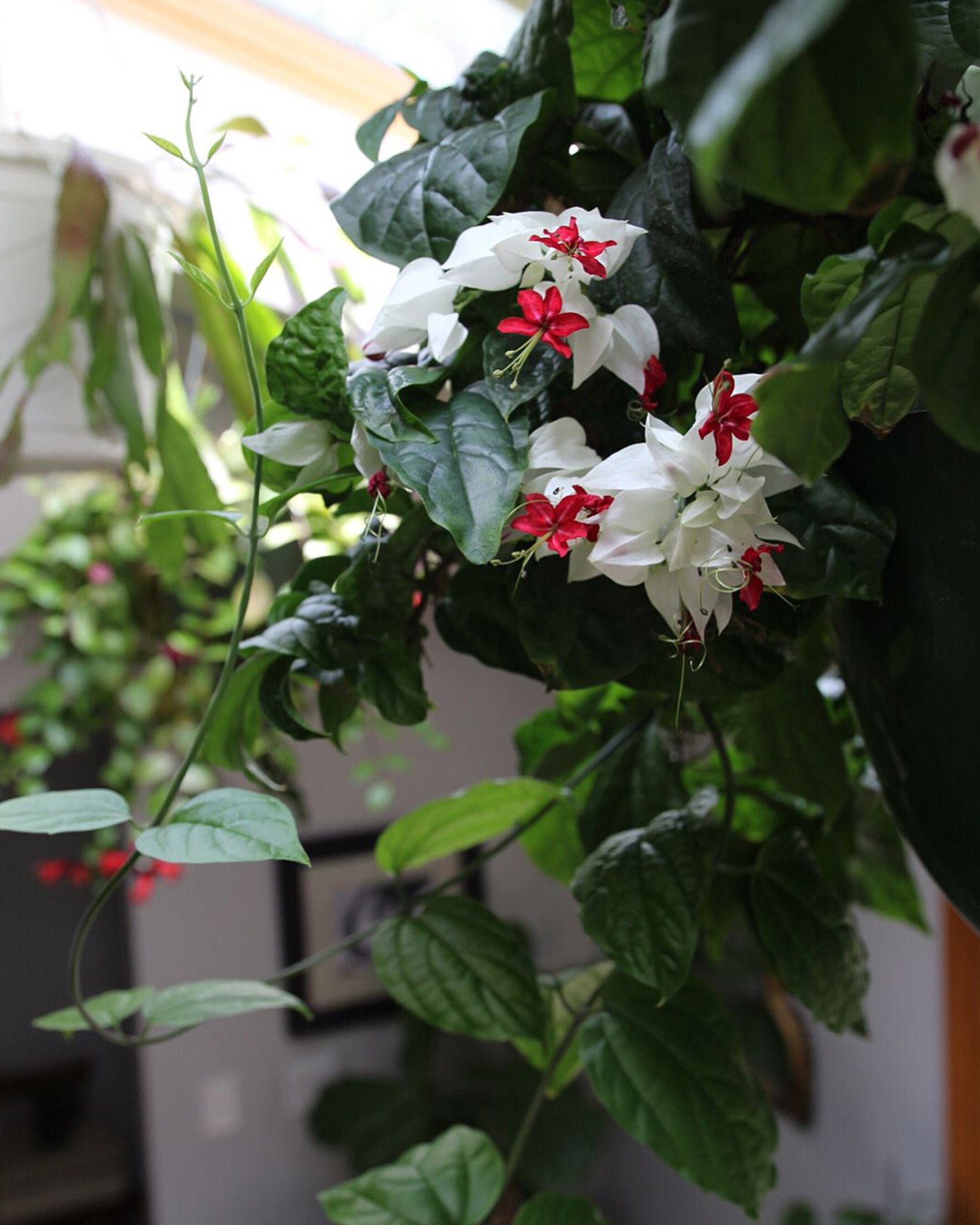 Bleeding Heart Vine - Perfect Plants