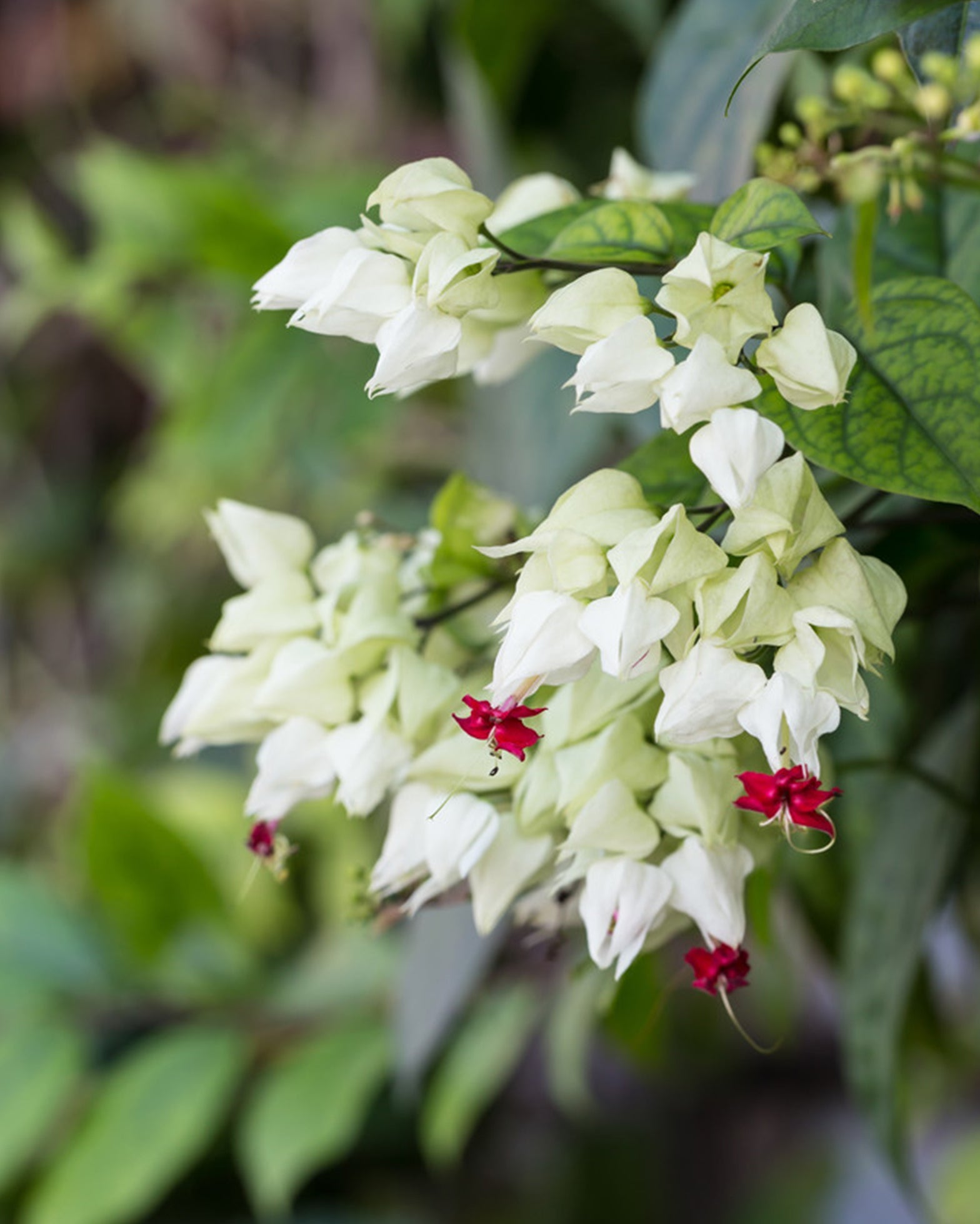 Bleeding Heart Vine - Perfect Plants