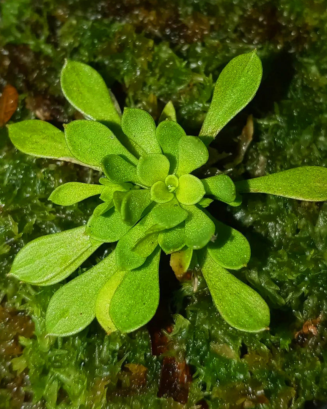 Frail Trigger plant- Stylidium Debile - Perfect Plants