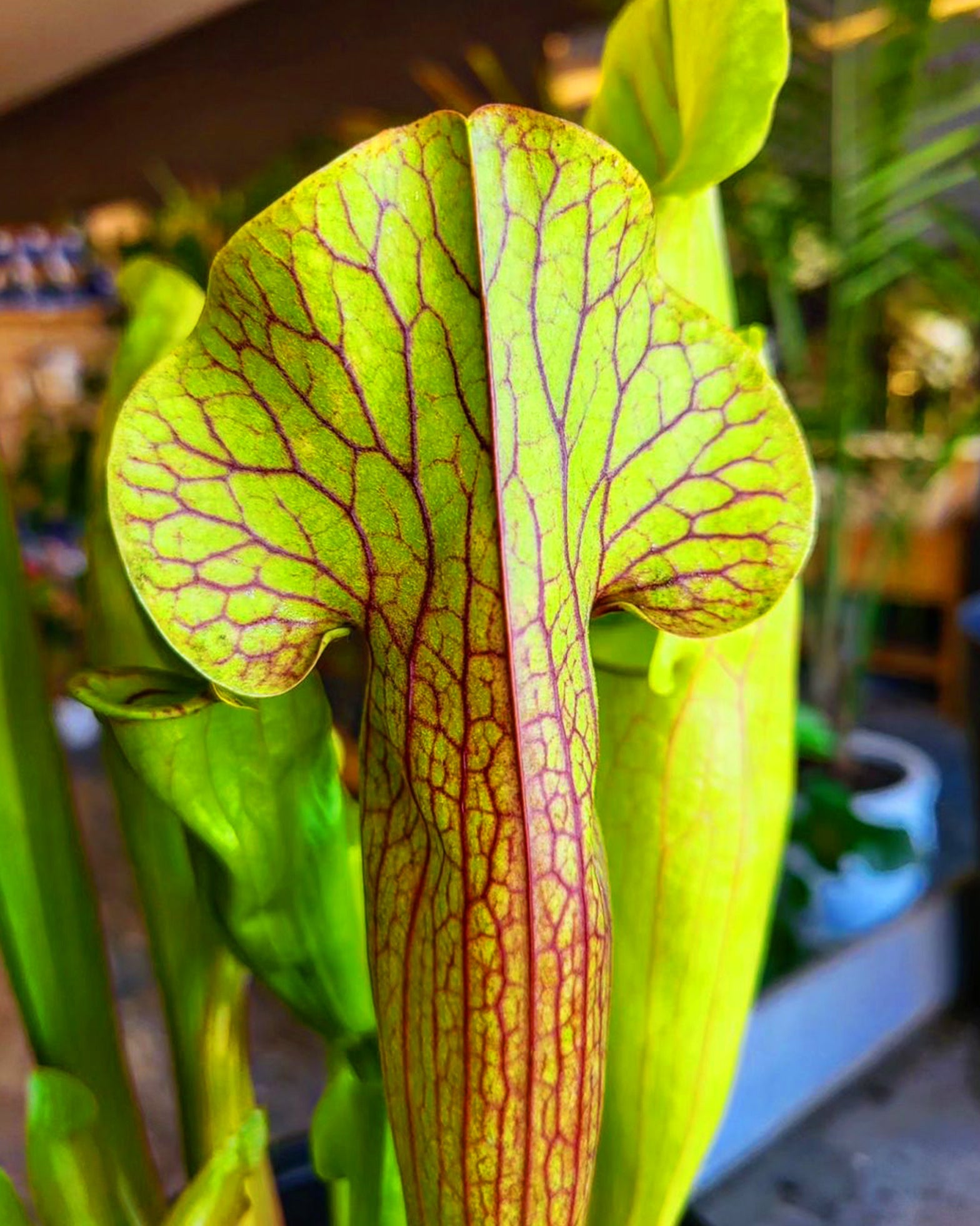 Green Pitcher Plant- Sarracenia Oreophila - Perfect Plants