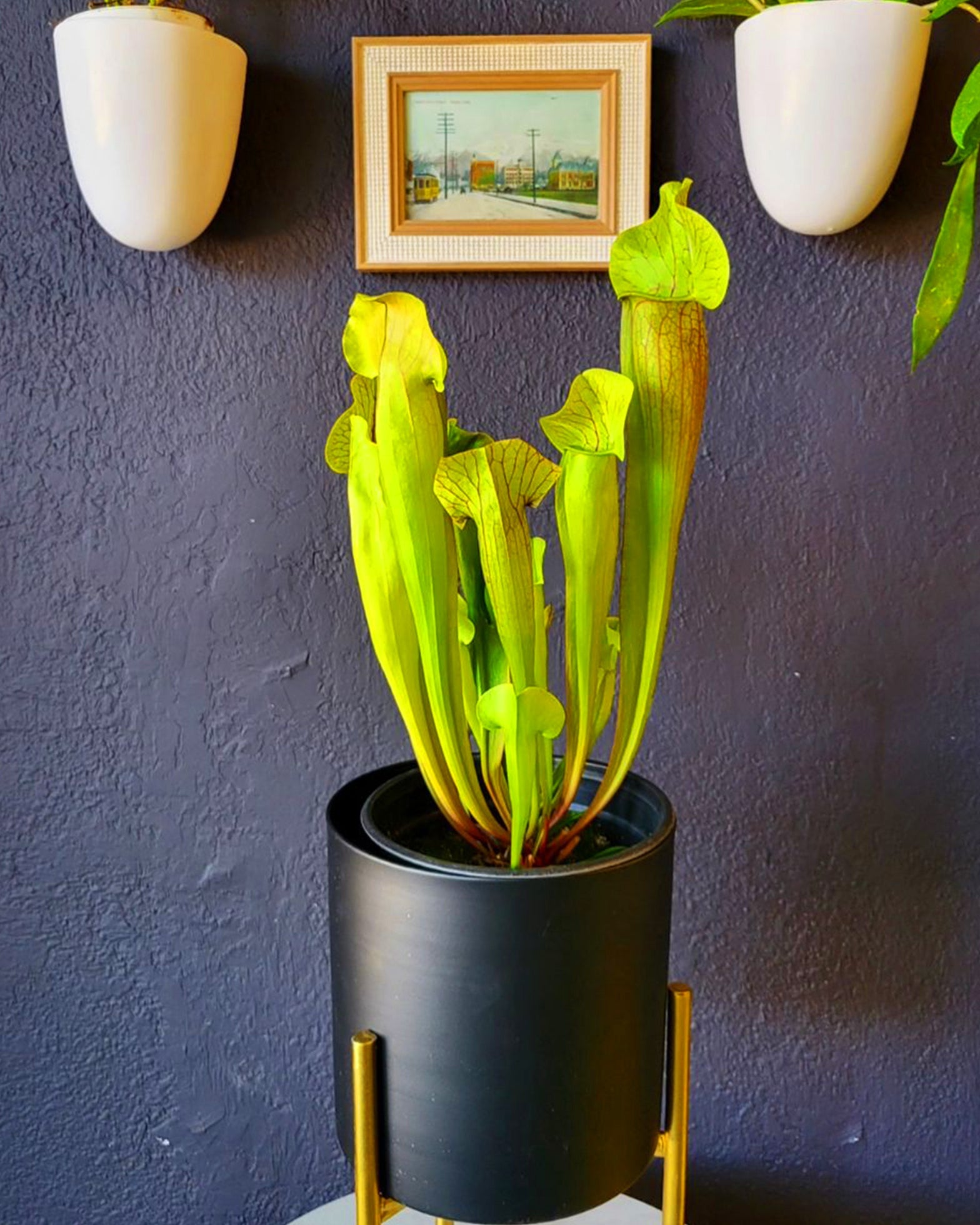 Green Pitcher Plant- Sarracenia Oreophila - Perfect Plants