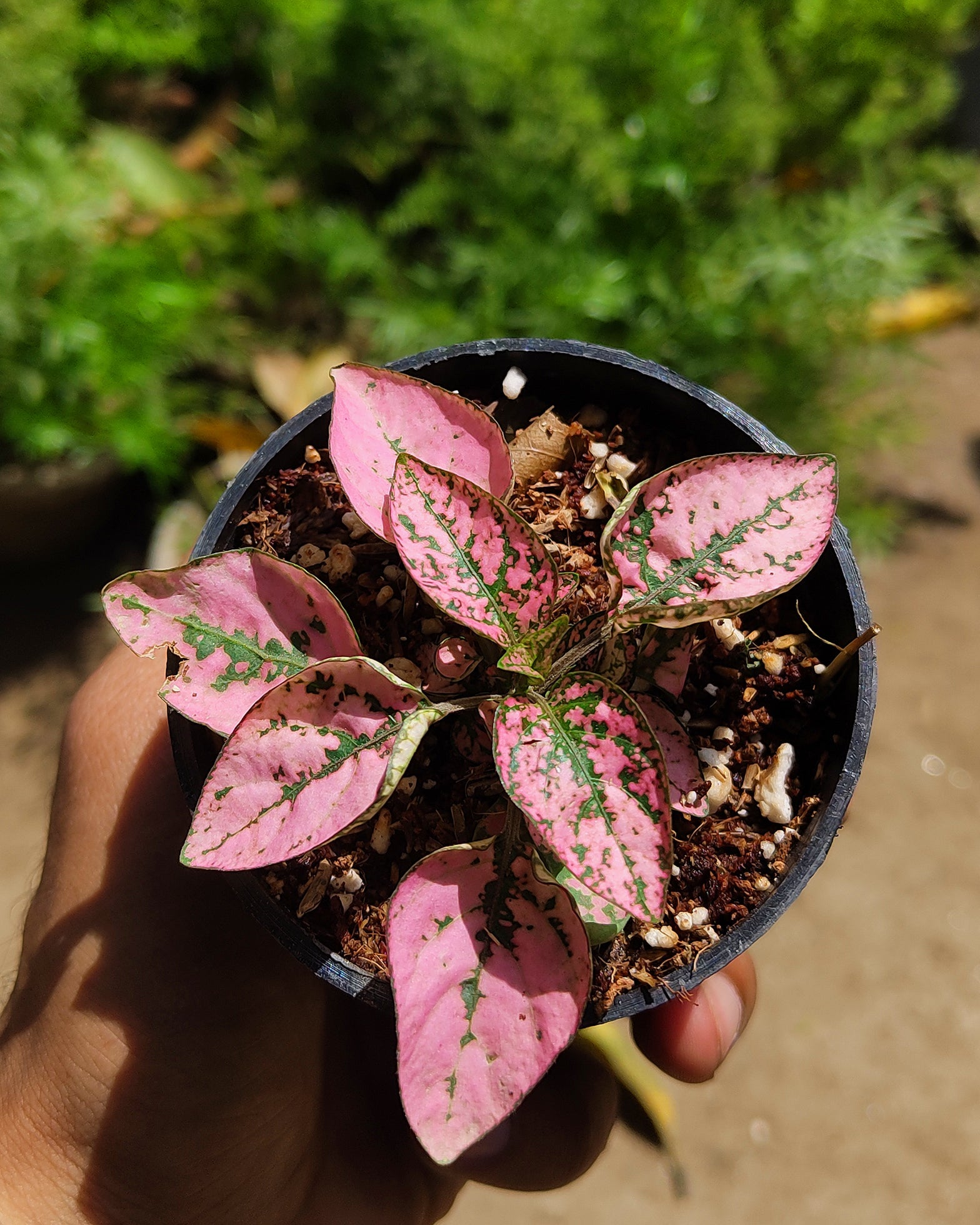 Hypoestes - Polka Dot Plant - Perfect Plants