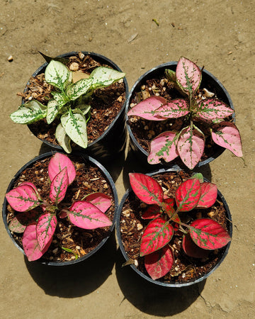 Hypoestes - Polka Dot Plant - Perfect Plants