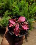 Hypoestes - Polka Dot Plant - Perfect Plants