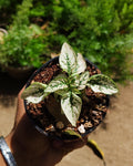 Hypoestes - Polka Dot Plant - Perfect Plants