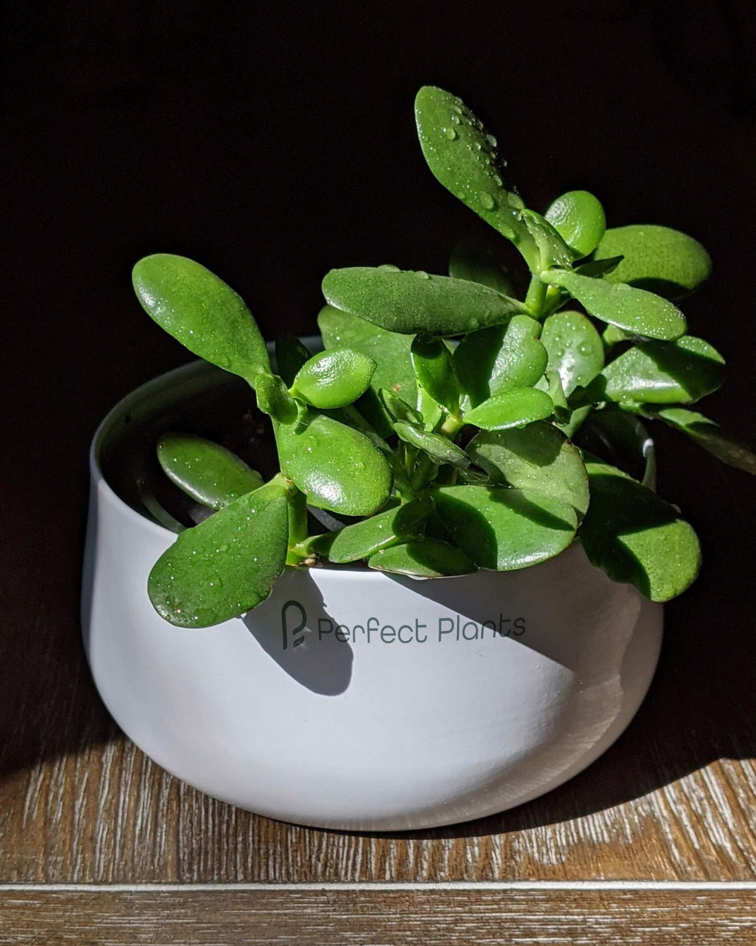 Jade Plant - Crassula Ovata - Perfect Plants