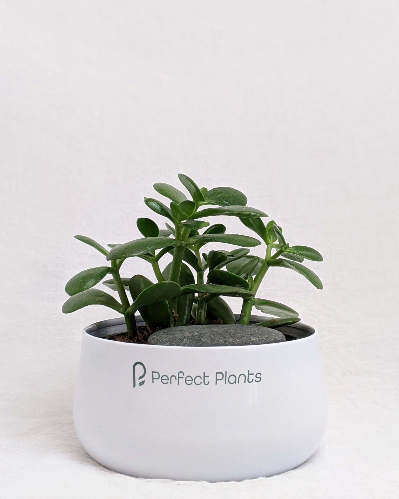 Jade Plant - Crassula Ovata - Perfect Plants