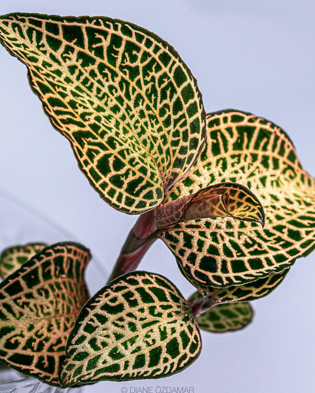 Jewel Orchid - Anoectochilus Roxburghii Gold Bar - Perfect Plants