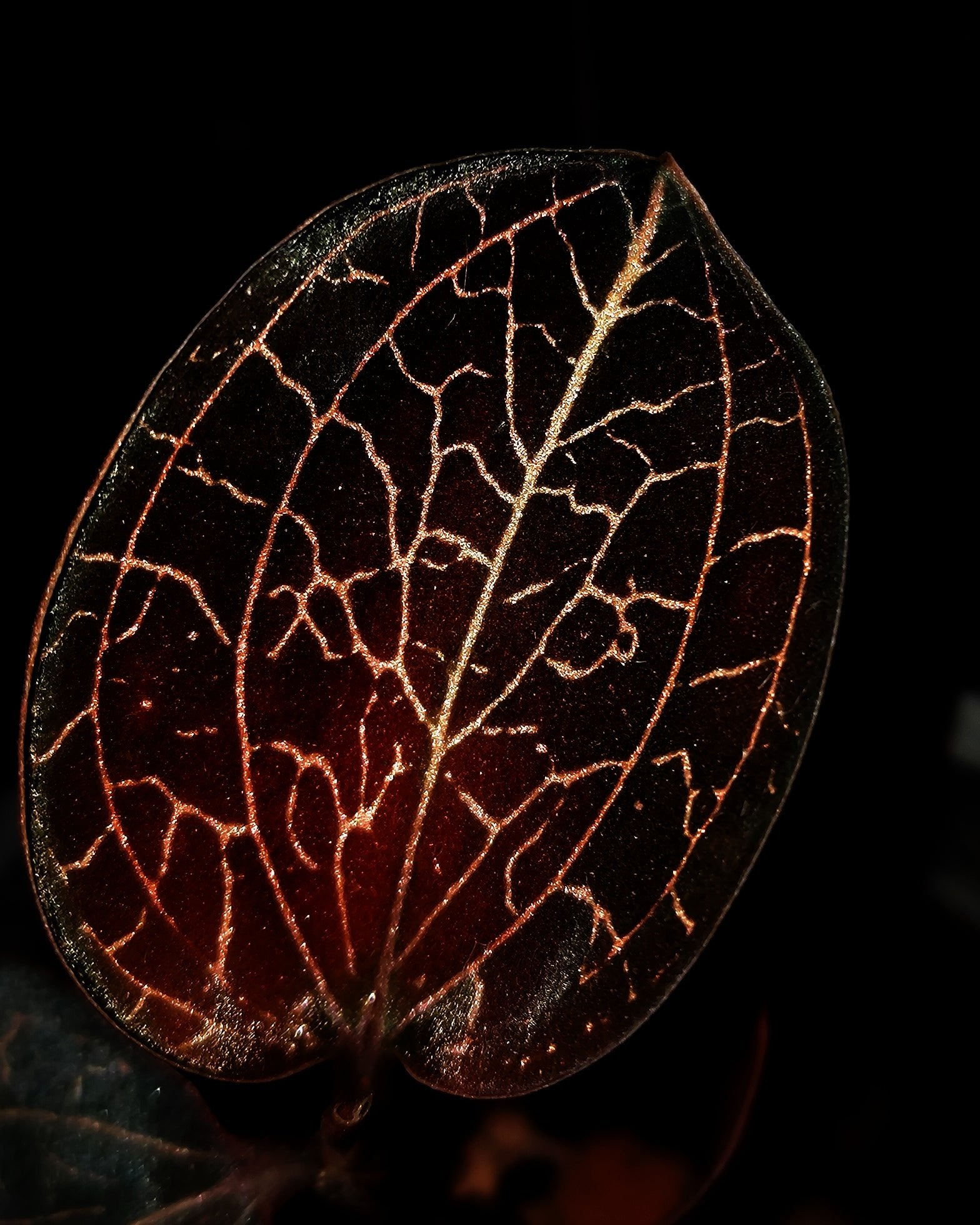 Jewel Orchid - Anoectochilus Sikkimensis - Perfect Plants