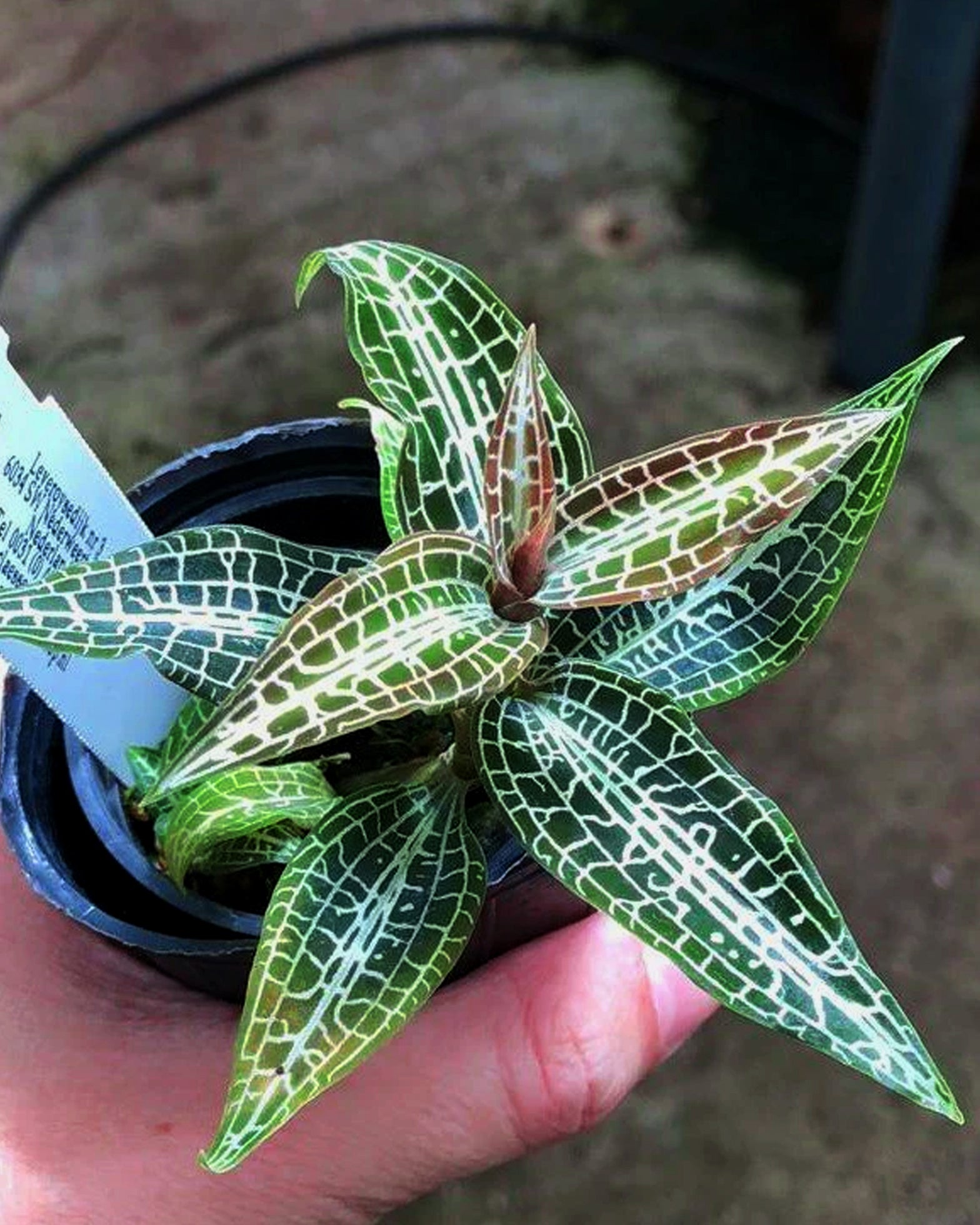 Jewel Orchid Combo - 1 Goodyera Hemsleyana & 1 Goodyera Hispida - Perfect Plants