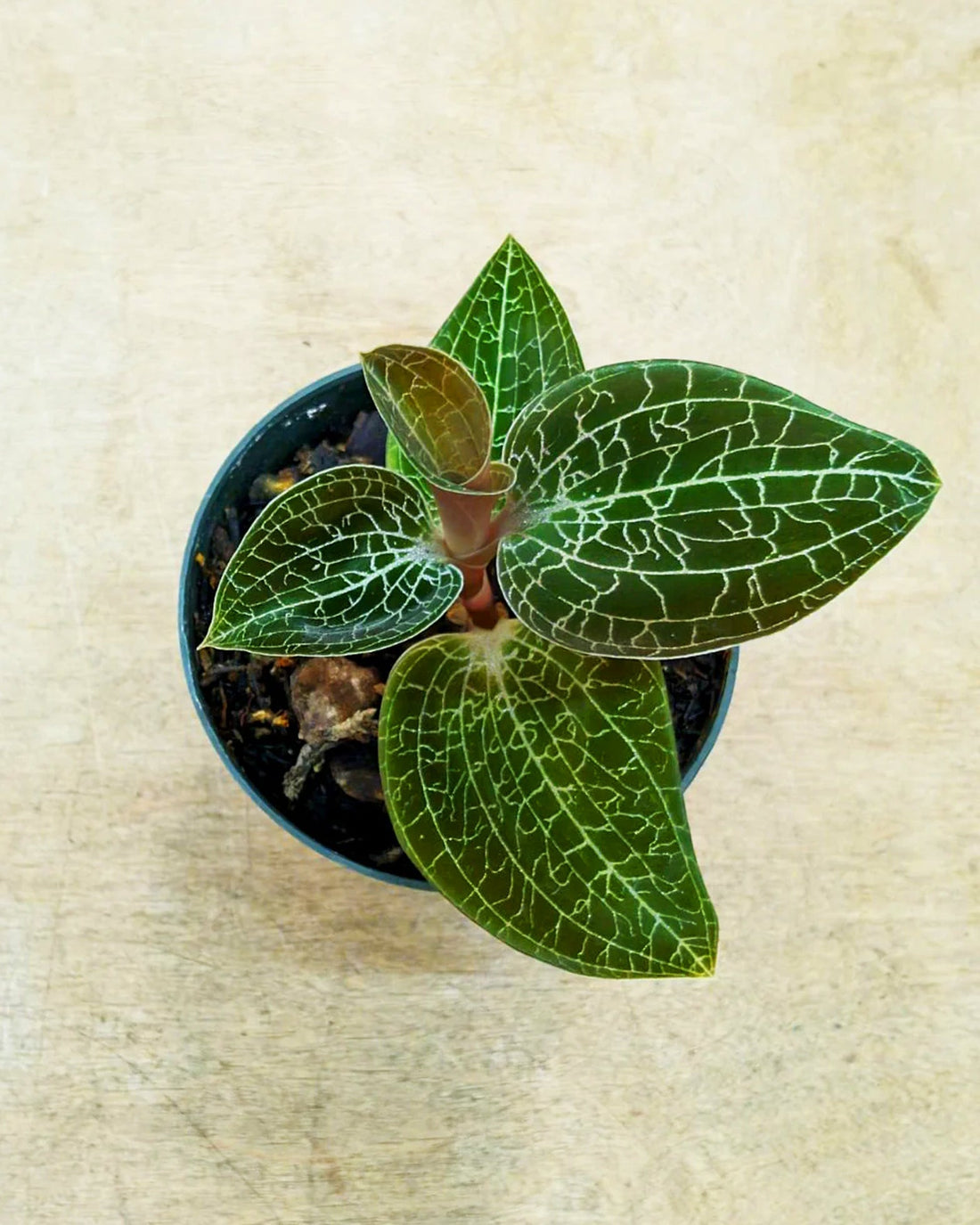 Jewel Orchid Combo - 1 Goodyera Hemsleyana & 1 Goodyera Hispida - Perfect Plants