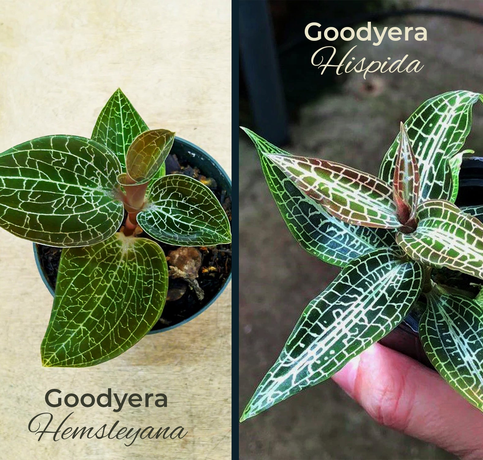 Jewel Orchid Combo - 1 Goodyera Hemsleyana & 1 Goodyera Hispida - Perfect Plants