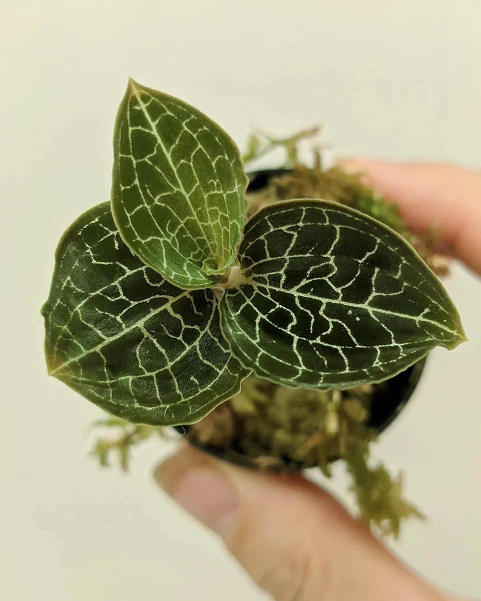 Jewel Orchid - Goodyera Hemsleyana - Perfect Plants