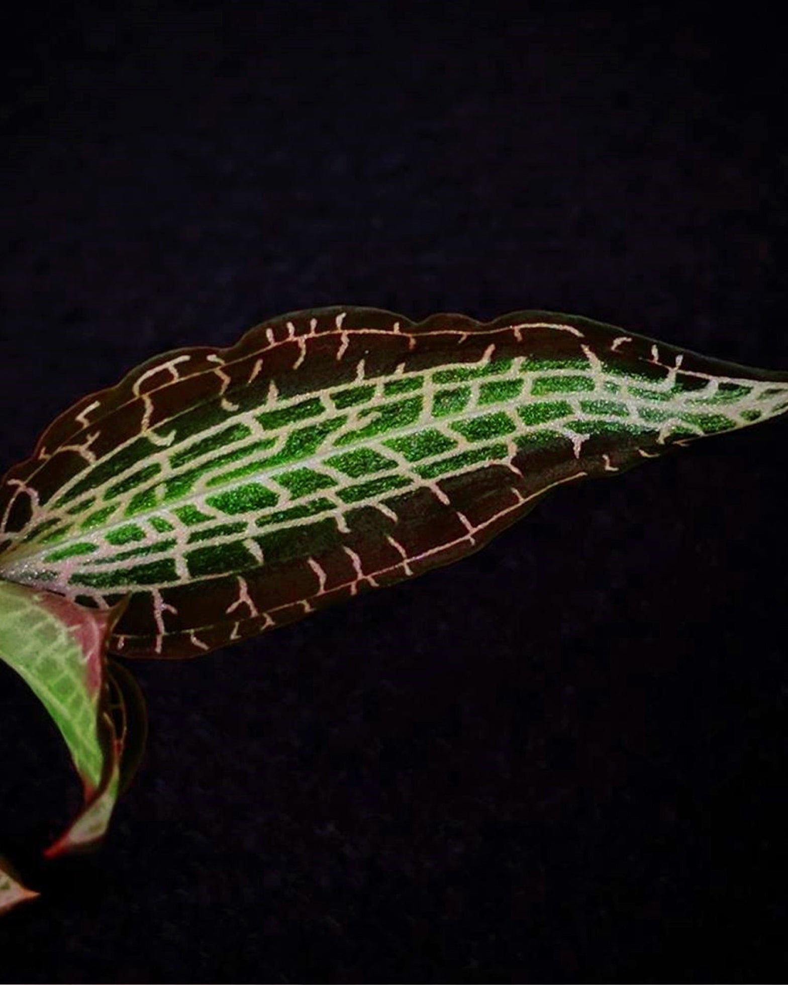 Jewel Orchid - Goodyera Hispida - Perfect Plants