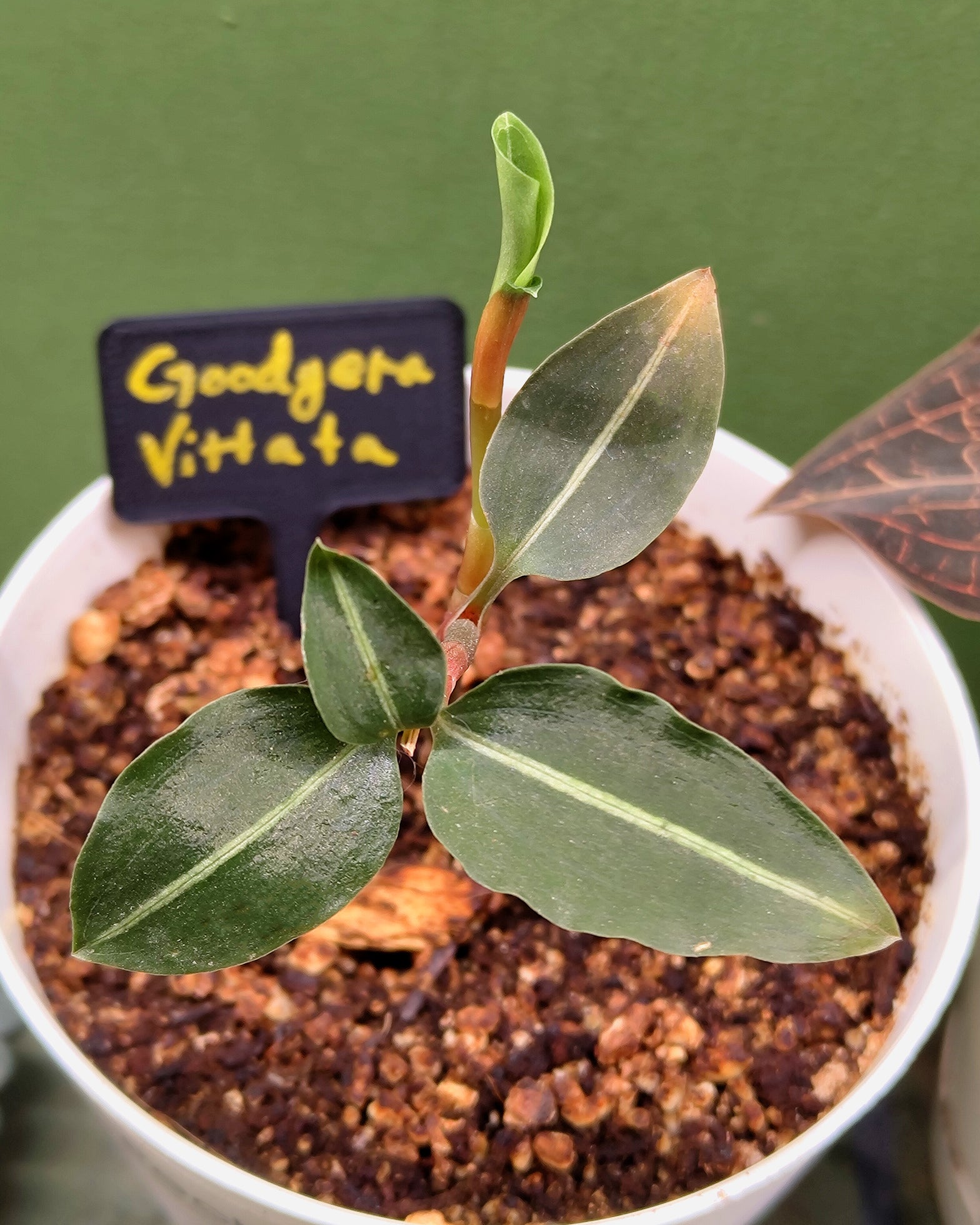 Jewel Orchid - Goodyera Vittata - Perfect Plants
