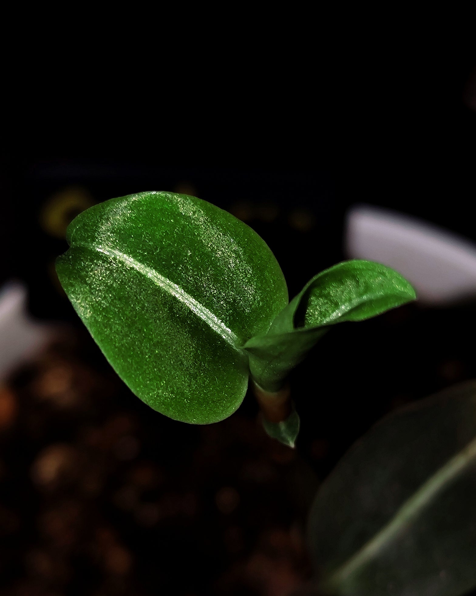 Jewel Orchid - Goodyera Vittata - Perfect Plants