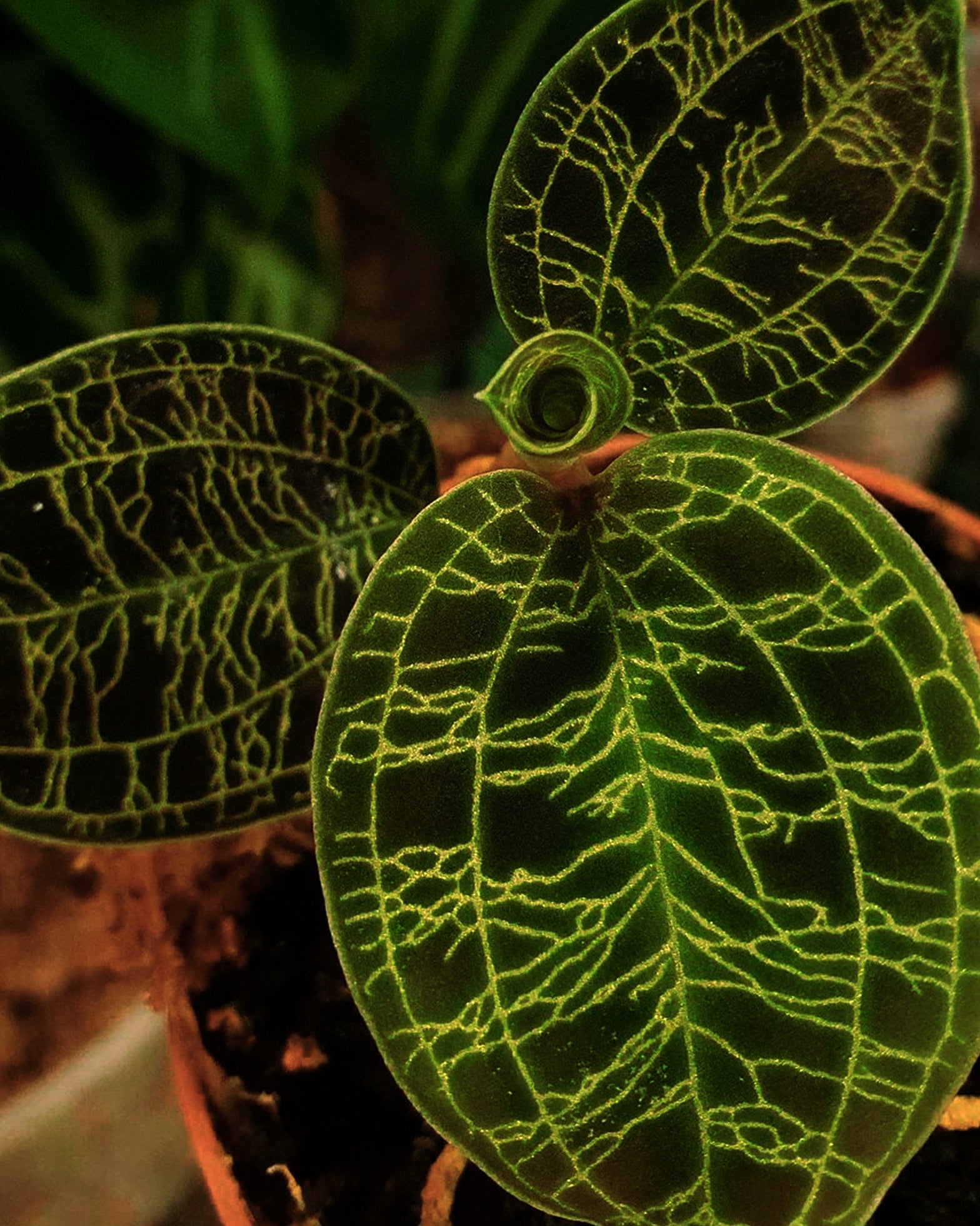 Jewel Orchid - Mecodes Petola - Perfect Plants