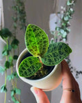 Jewel Orchid - Mecodes Petola - Perfect Plants