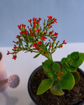 Kalanchoe Red - Perfect Plants