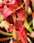 Maroon Pitcher Plant- Sarracenia Maroon - Perfect Plants