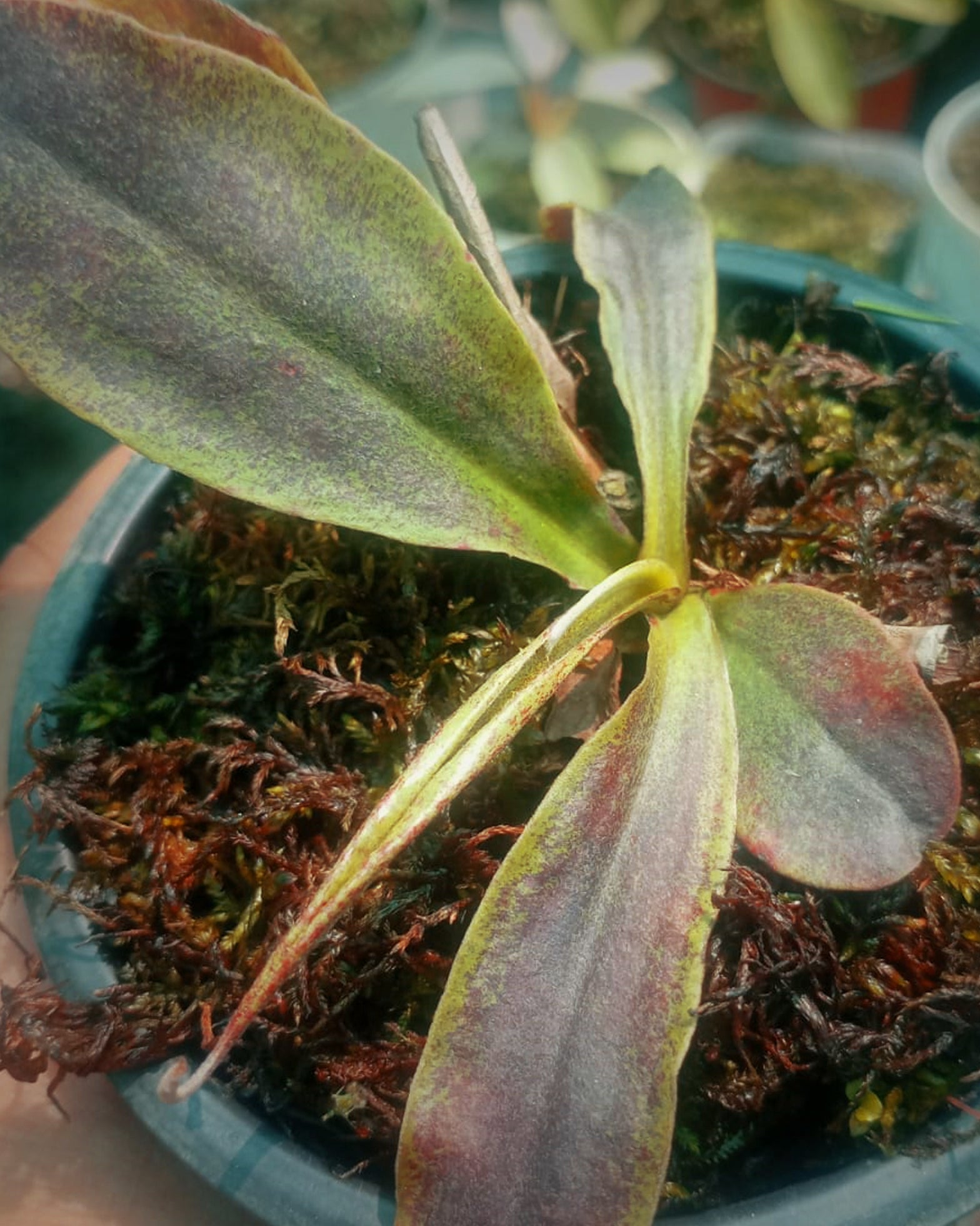 Nepenthes Mirabilis Wings x Ampullaria Black Miracle (Limited Stock) - Perfect Plants