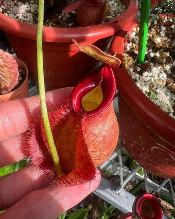 Nepenthes Mirablis Wing x (Viking x Ampullaria) [Limited Stock] - Perfect Plants