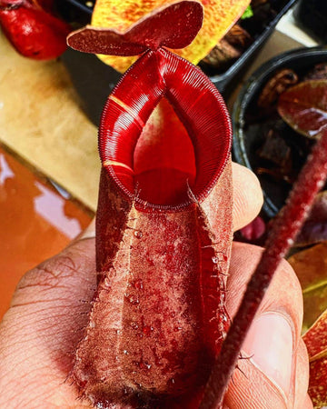 Nepenthes Viking x Ampullaria - Black miracle (Limited Stock) - Perfect Plants