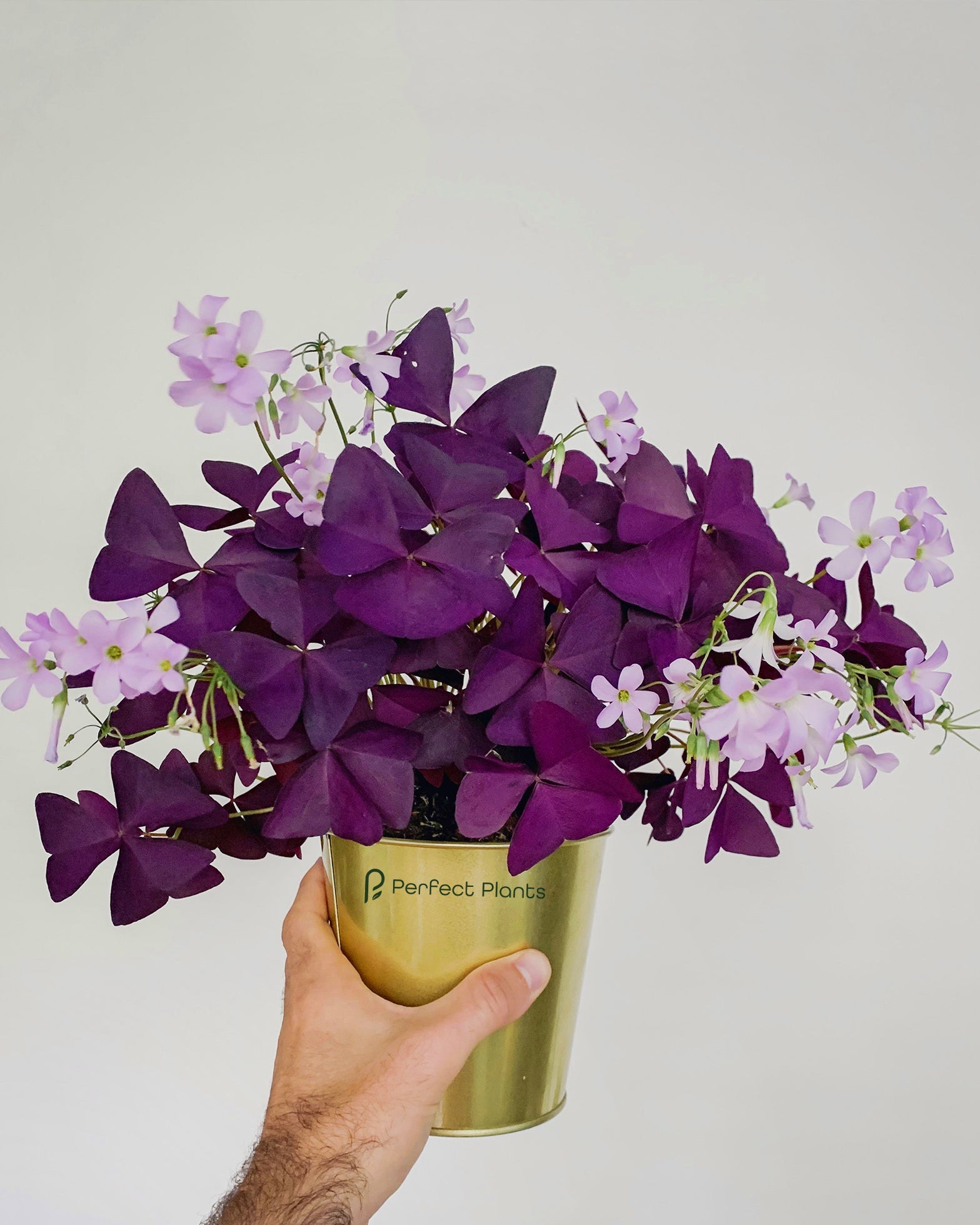 Oxalis Triangularis - Purple Shamrock - Perfect Plants