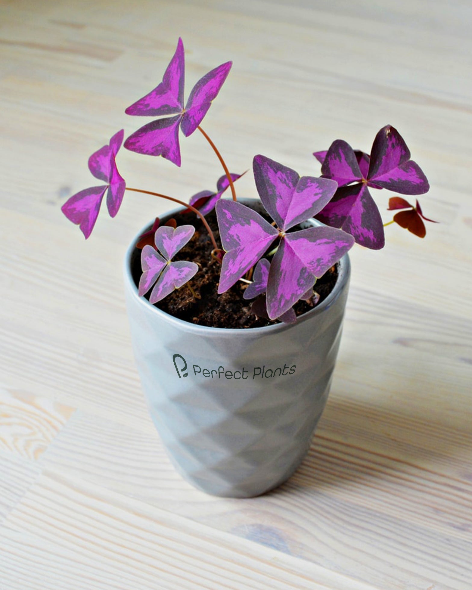 Oxalis Triangularis - Purple Shamrock - Perfect Plants