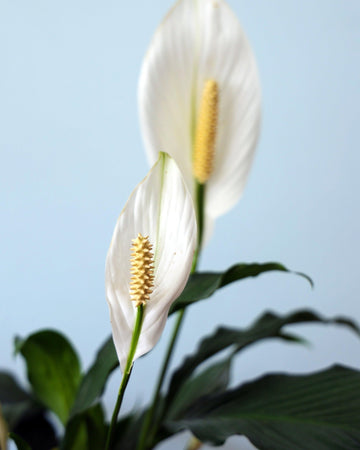 Peace Lily Green - Perfect Plants