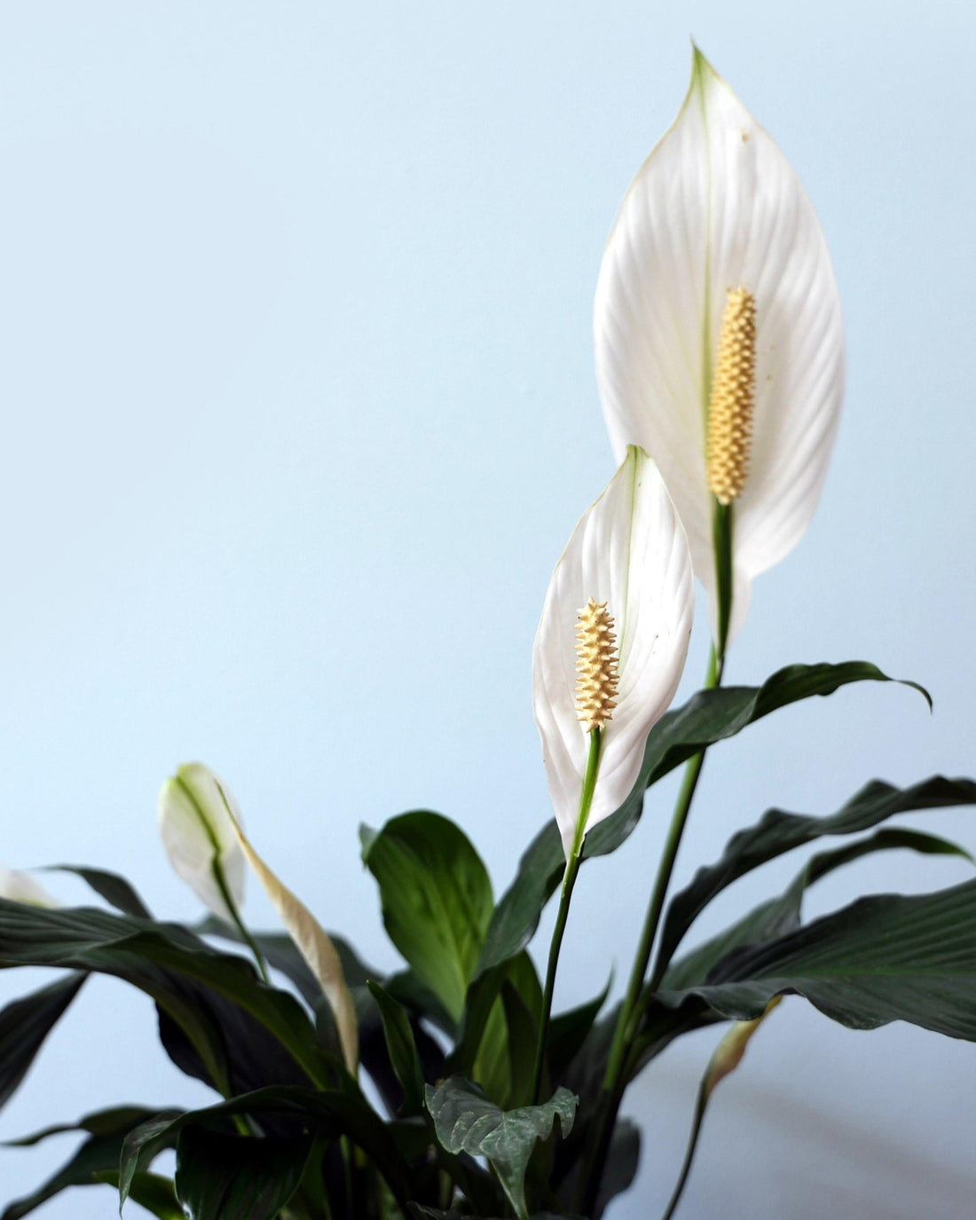 Peace Lily Green - Perfect Plants