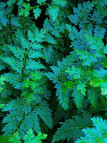 Peacock Fern - Selaginella Willdenowii - Perfect Plants