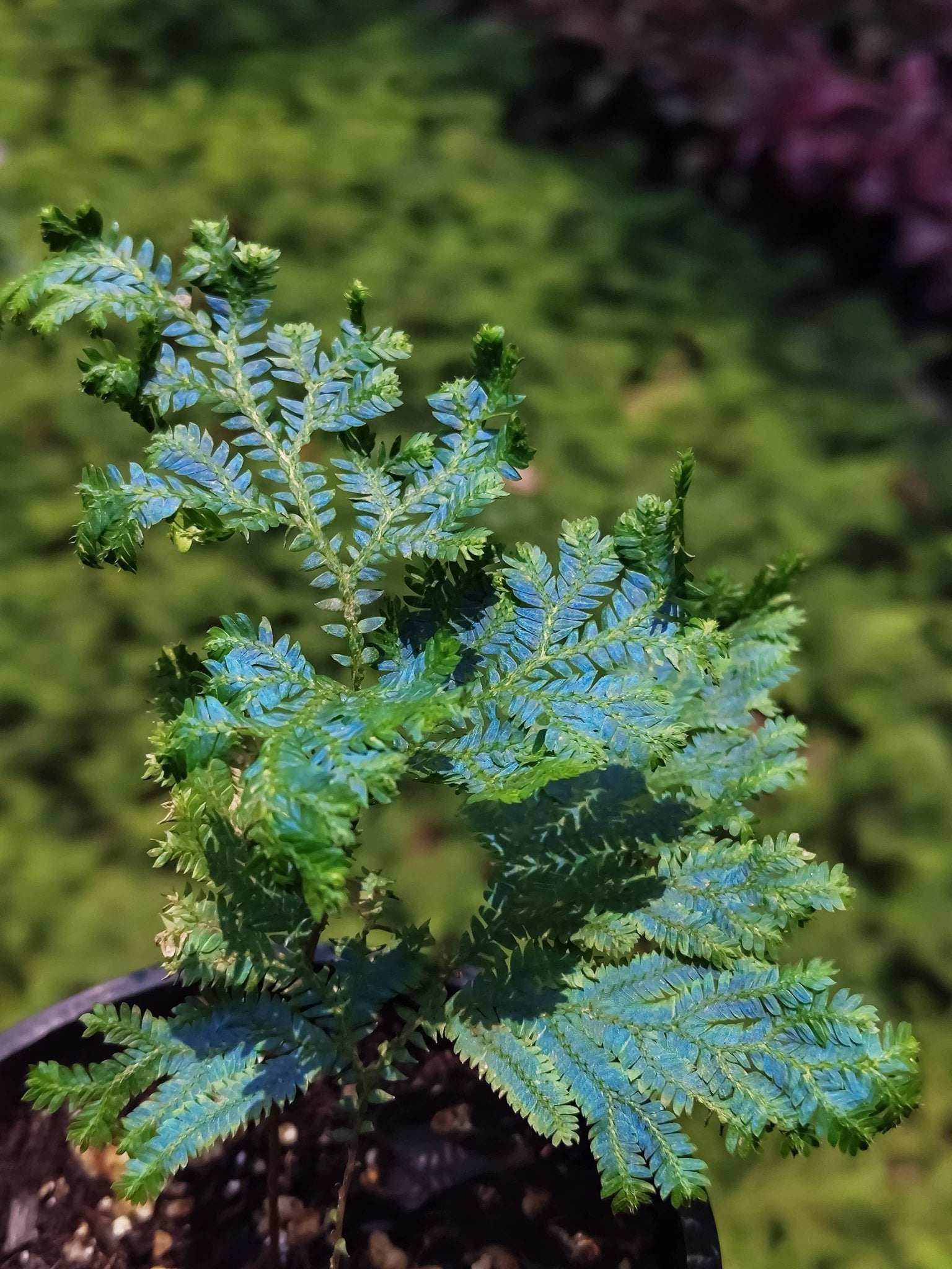 Peacock Fern - Selaginella Willdenowii - Perfect Plants