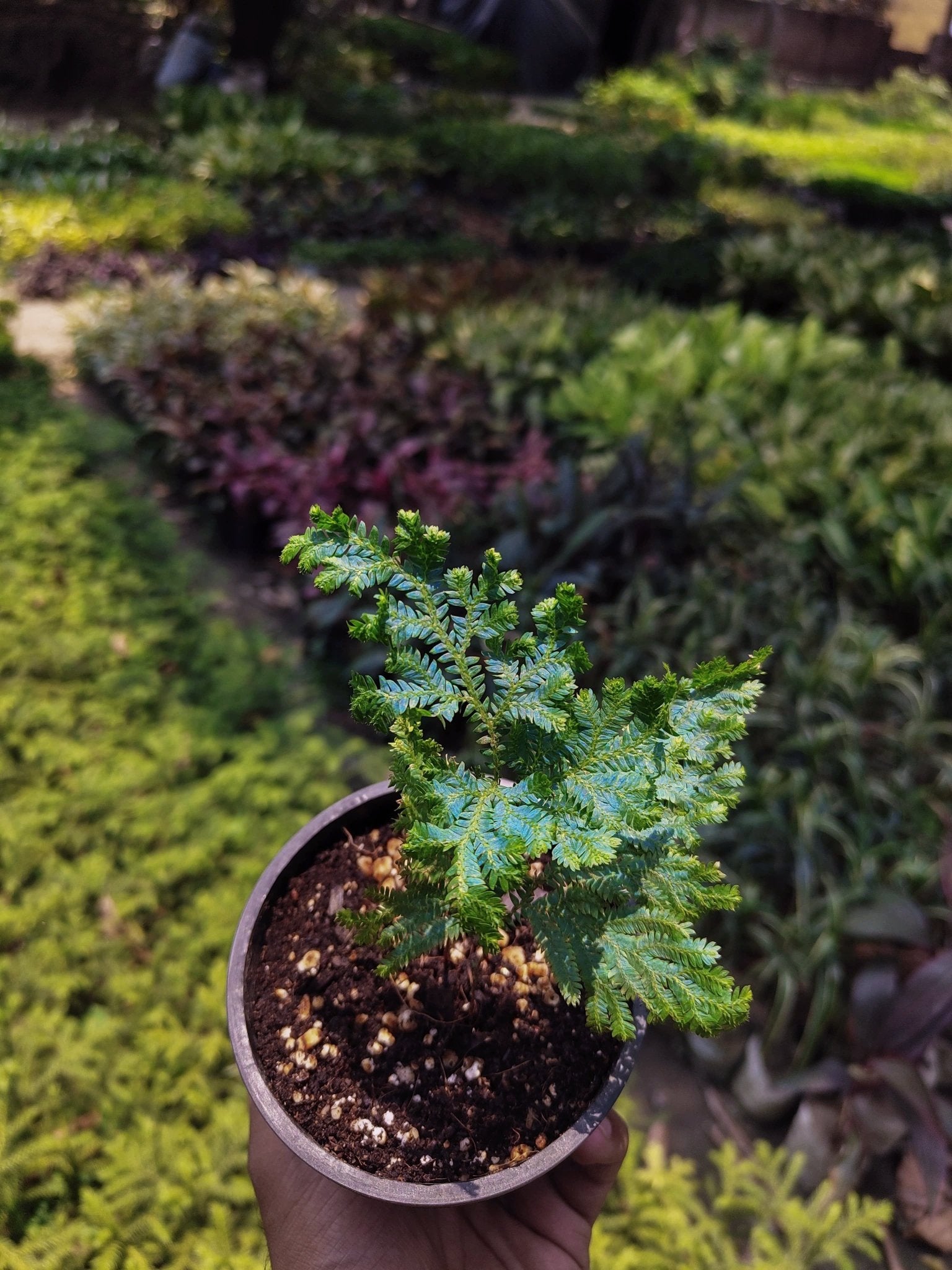 Peacock Fern - Selaginella Willdenowii - Perfect Plants