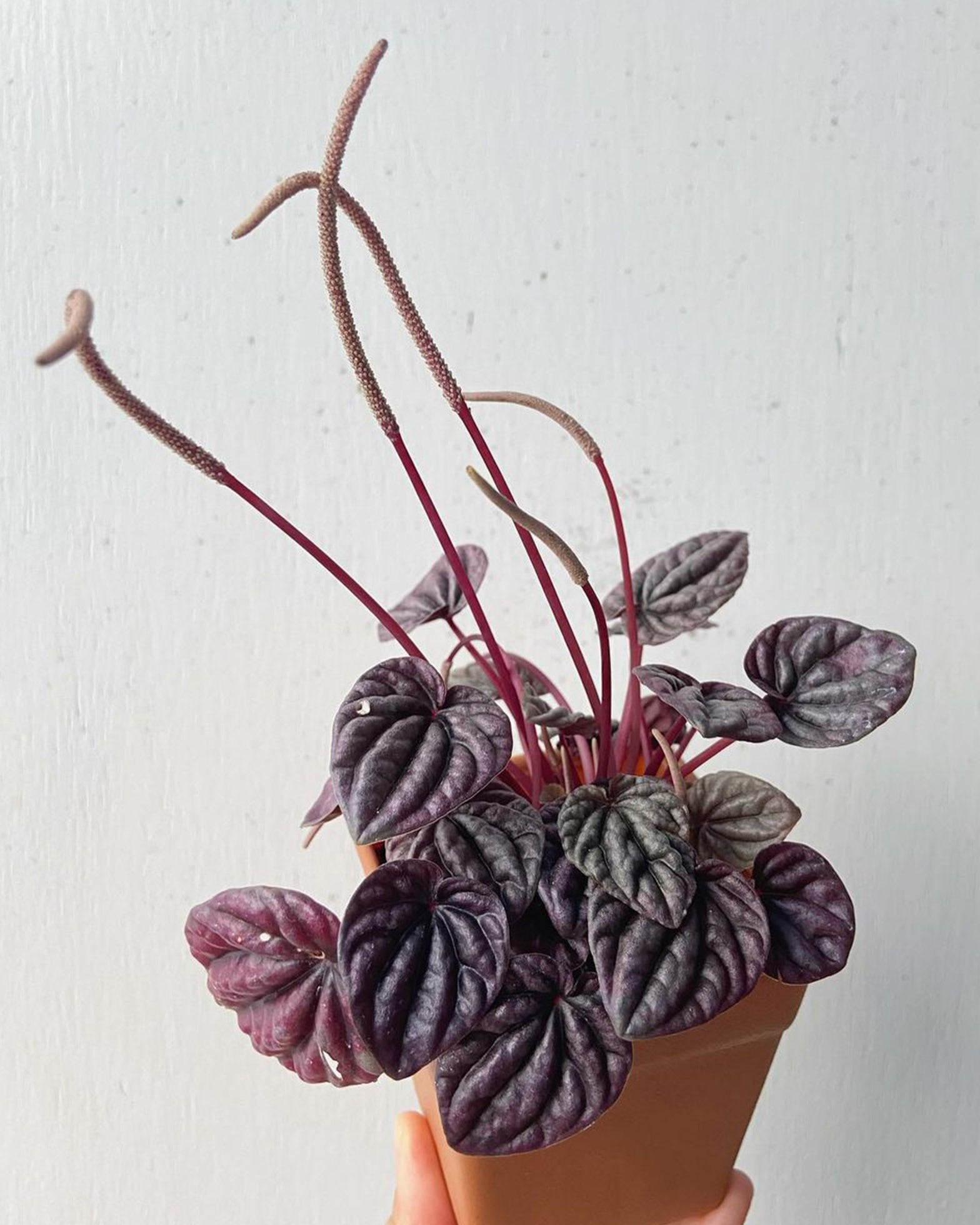 Peperomia Caperata - Perfect Plants