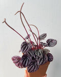 Peperomia Caperata - Perfect Plants