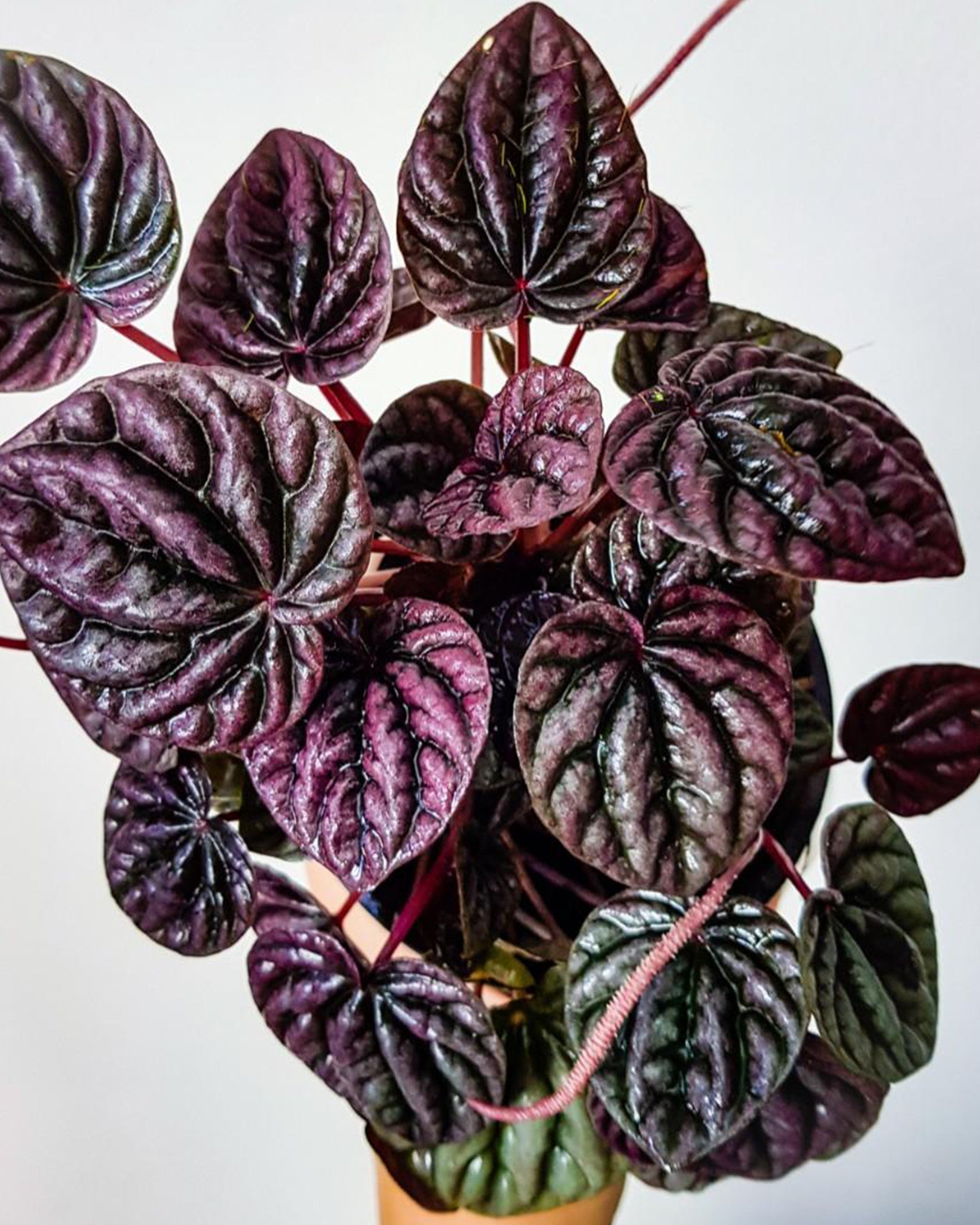 Peperomia Caperata - Perfect Plants