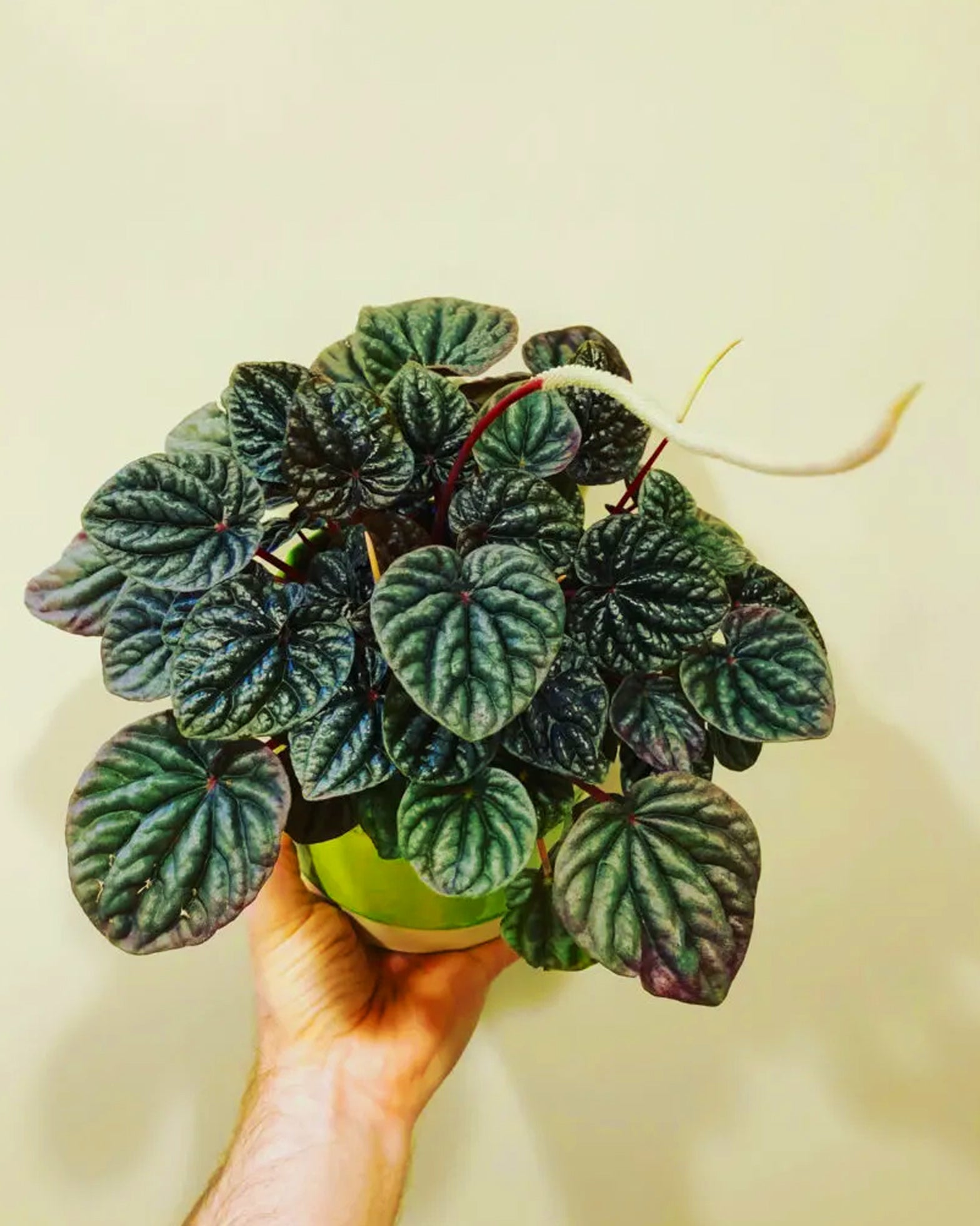 Peperomia Caperata - Perfect Plants