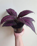 Persian Shield - Strobilanthis Dyeriana - Perfect Plants