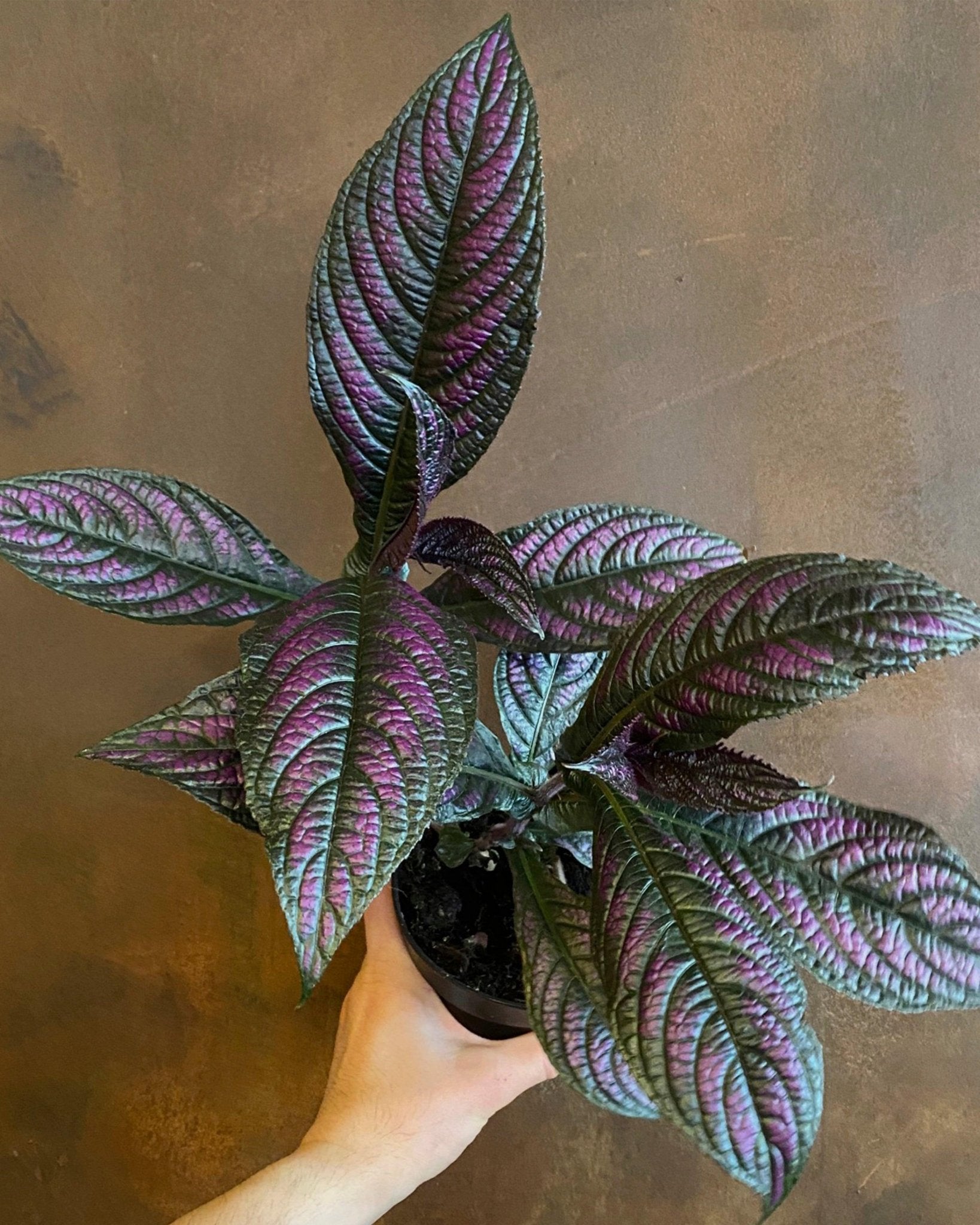 Persian Shield - Strobilanthis Dyeriana - Perfect Plants