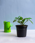 Pilea cadierei - Aluminum Plant - Perfect Plants