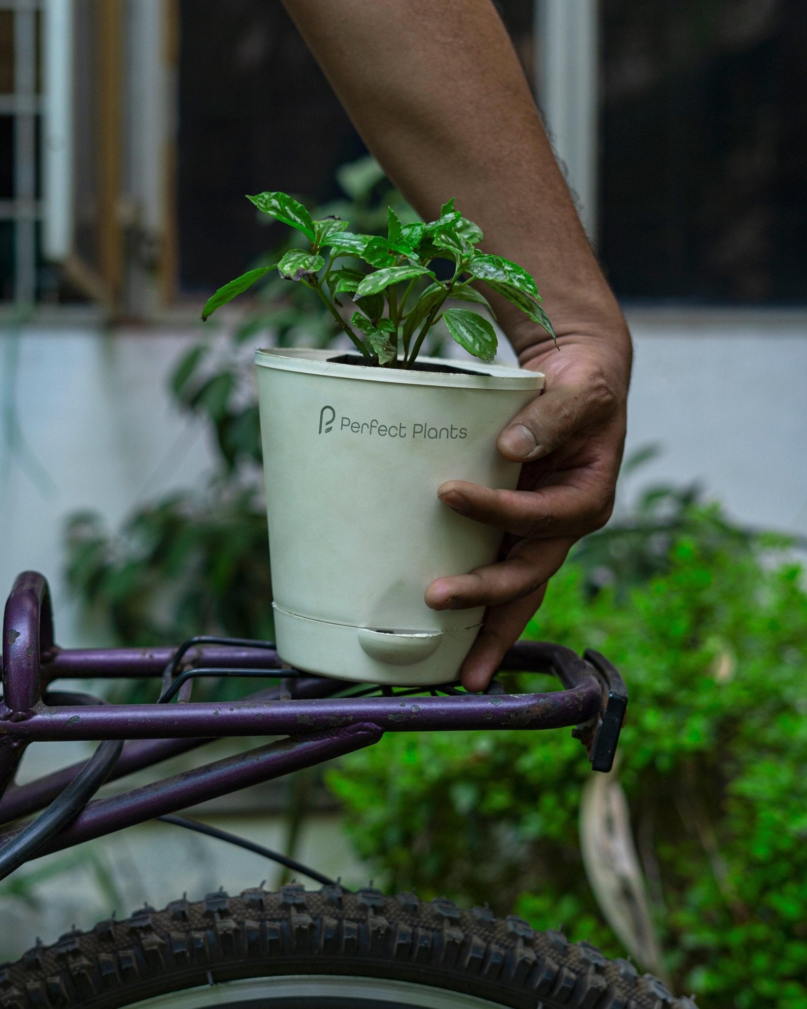 Pilea cadierei - Aluminum Plant - Perfect Plants