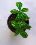 Pilea cadierei - Aluminum Plant - Perfect Plants
