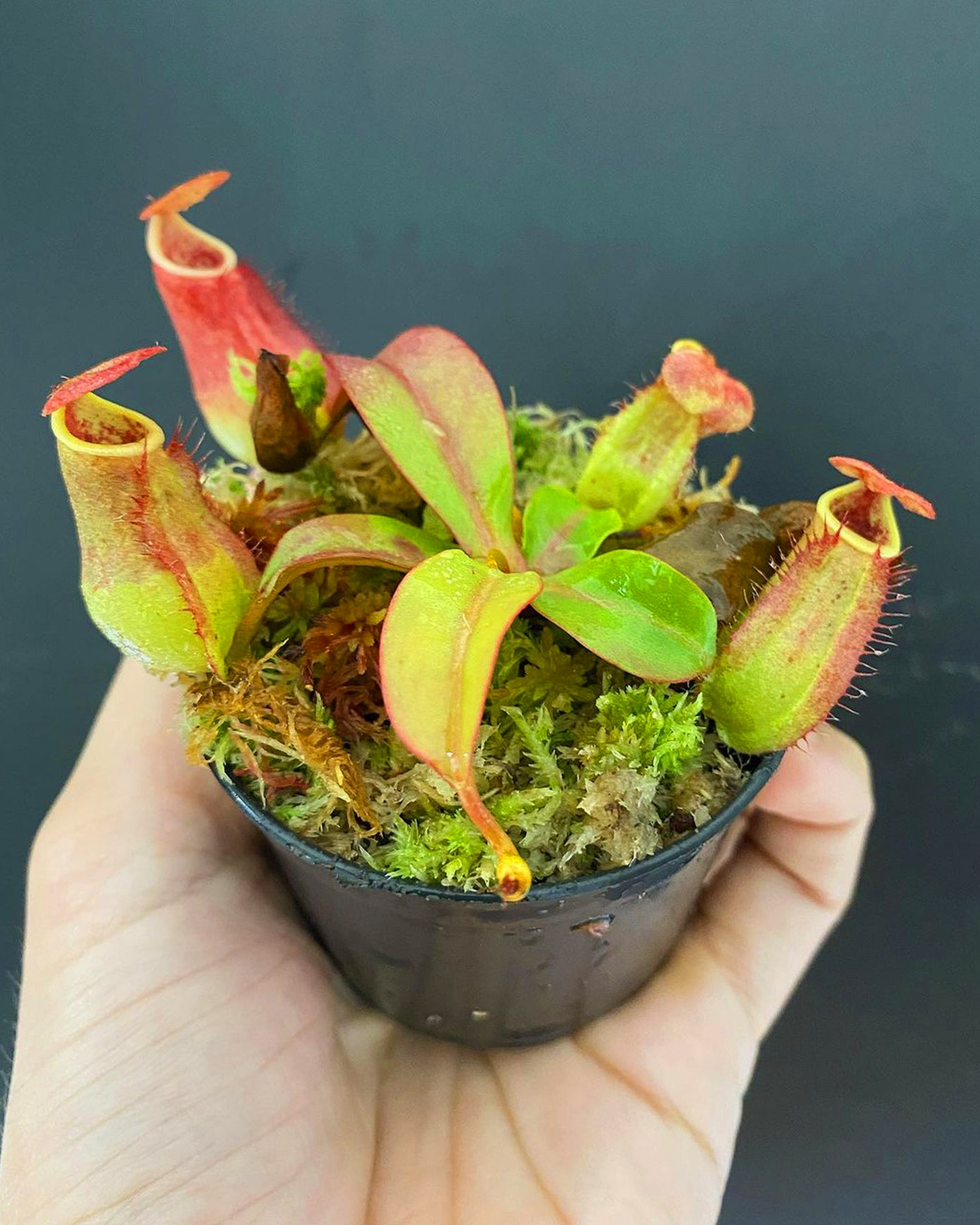 Pitcher Plant- Nepenthes Andamana - Perfect Plants