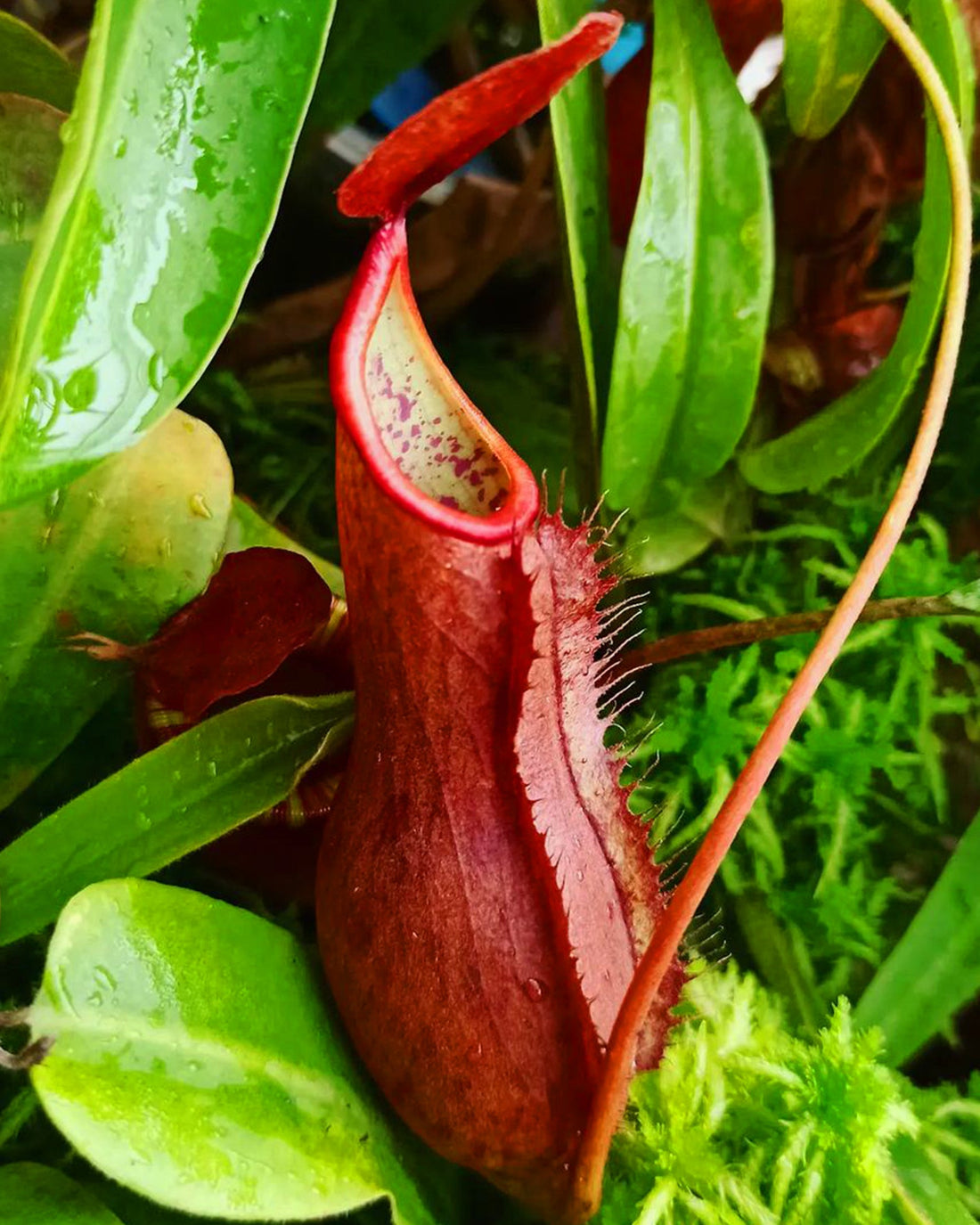 Pitcher Plant- Nepenthes Andamana - Perfect Plants