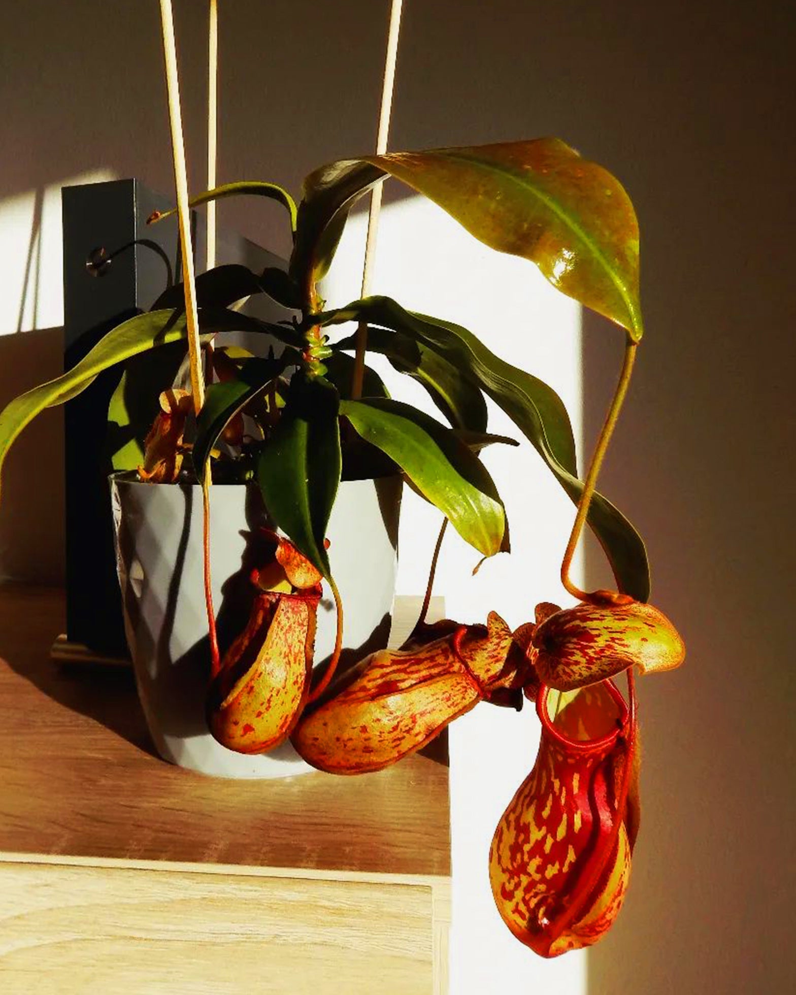 Pitcher Plant- Nepenthes Gaya Buddha - Perfect Plants